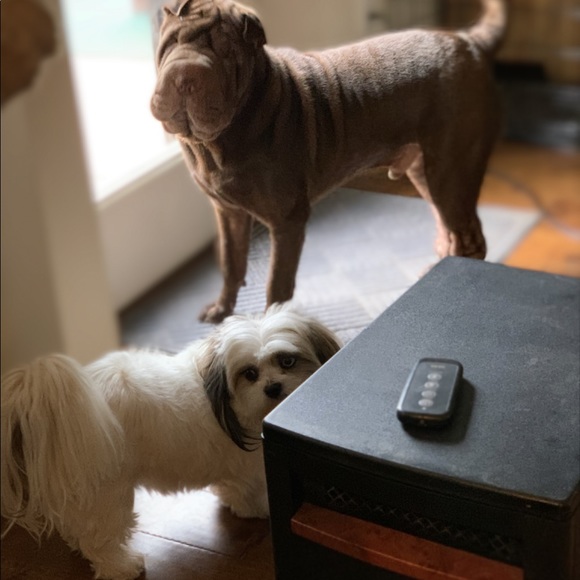 Meet your Posher, Millie - Picture 8 of 8